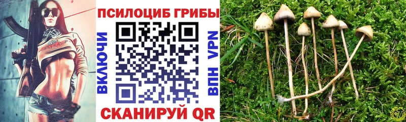 Псилоцибиновые грибы Psilocybe Кола